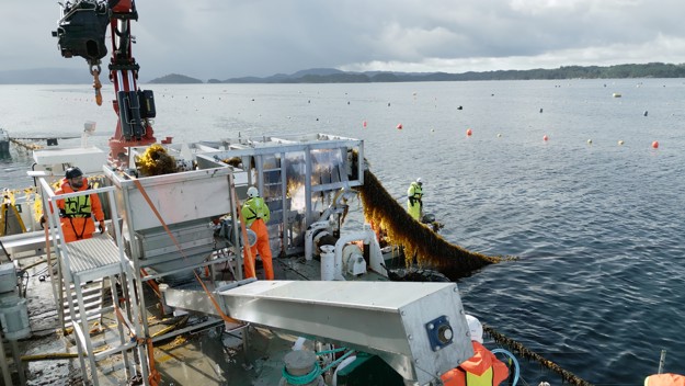 Høsting av tare til bruk i mat, fôr og bærekraftige produkter.