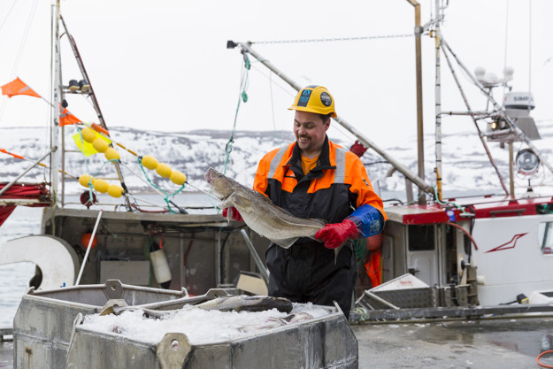 Fisker med torsk på kaien i Båtsfjord