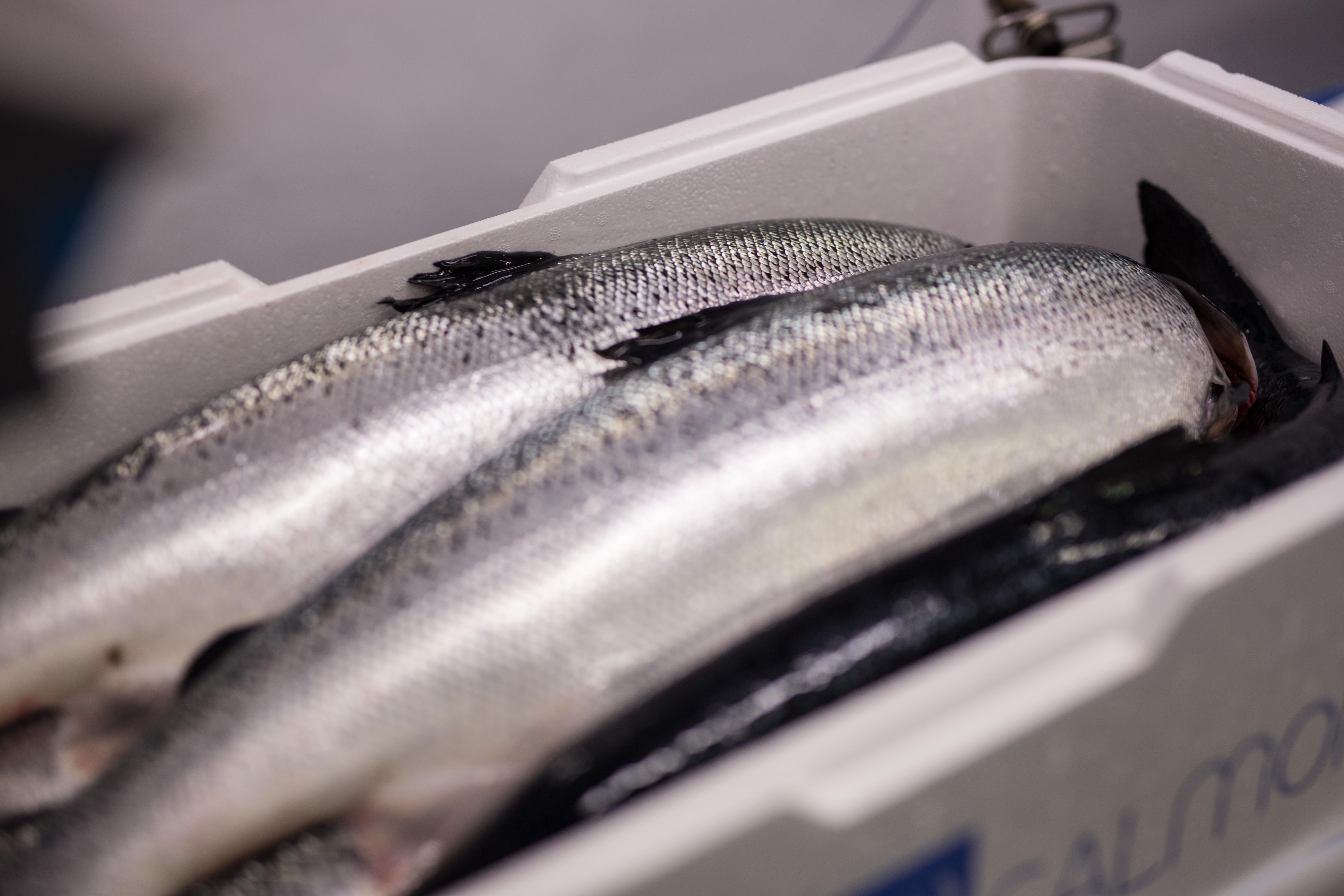 Helfisk laks i kasse